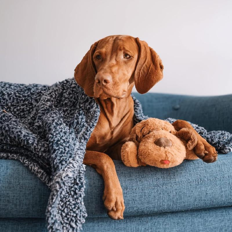 25% off your pets snuggle buddy!